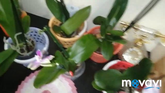 #Уже октябрь#Обзор цветущих орхидей🌺🥀🌺🥀10.10.20г. смотреть онлайн