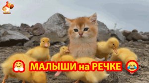 Милые пушистики добежали до речки ❣️🤗😍