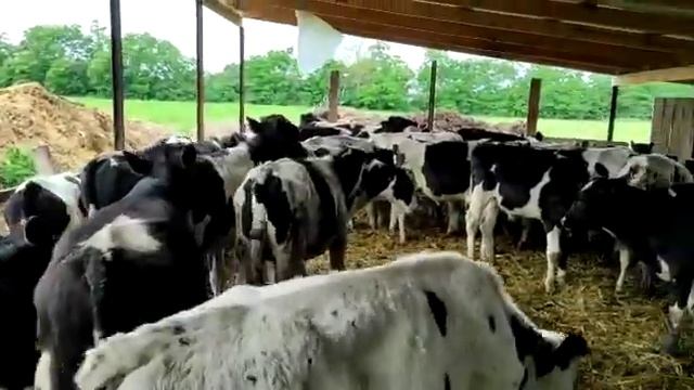 #быки#галштин 68 штук толка оптм средни вес 150 кг посли карантина уже +79220355557 # галштин# смотреть онлайн