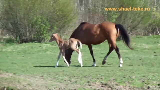 Agvali Shael (Gaon Shael - Aychin Shael), 5-day-old filly, akhal-teke, ахалтекинская, sale, продажа смотреть онлайн