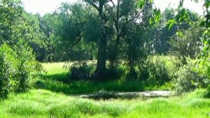 GRIEG, Peer Gynt, Suite No.1 Op.46: Morning. Jerzy MAKSYMIUK / BBC Scottish Symphony Orchestra