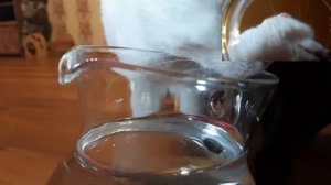 Как пьют кошки / How cats drink Eng Sub