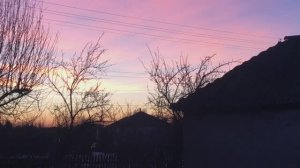 После снегопада. Курочки.