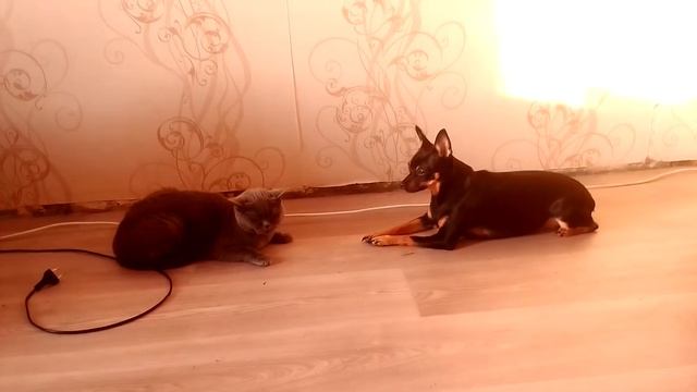 самые умные знаки зодиака смотреть онлайн