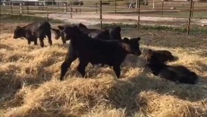 Телята породы Абердин-ангус (АгроТрансПорт)