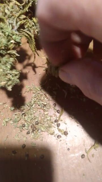 Mongoose смотреть онлайн