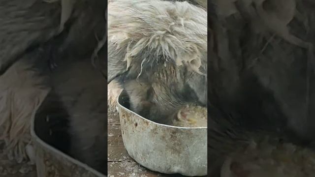 Пёс-пылесос за 2 минуты съедает кастрюлю похлёбки. Шок-контент. смотреть онлайн