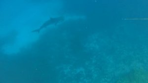 Shark Encounters on the South coast- Big Bull Shark