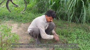 Почему кошки любят жевать траву