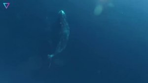 ▽ Самые долгоживущие существа