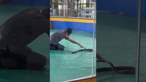 Змеиная ферма на Пхукете. Бесплатная экскурсия на Пхукете