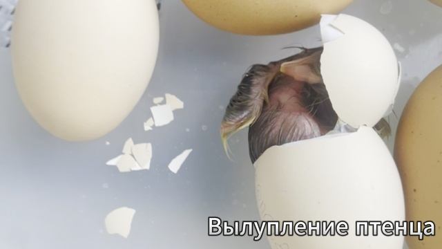 Инкубация яиц проект