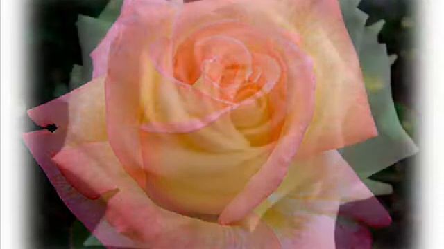 Beautiful Blooms 150 (The Last Rose Of Summer) смотреть онлайн