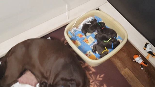 Первые часы жизни лабрадоров 14 мая 2023. Мизанфа Жоли Евгеника Ностальжи. смотреть онлайн