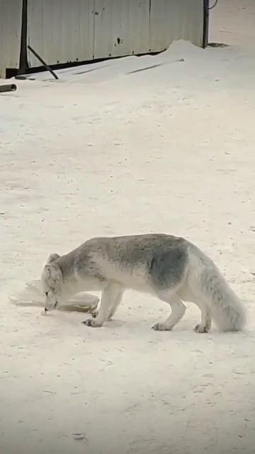 это песец на сабетте, ямал смотреть онлайн