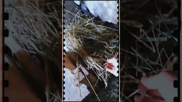 Доильный станок для коз