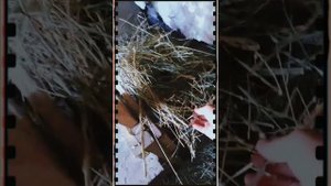 Доильный станок для коз