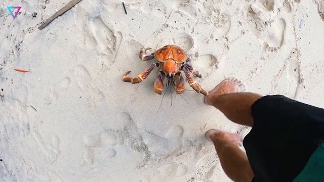 ▽ Самые большие членистоногие в мире
