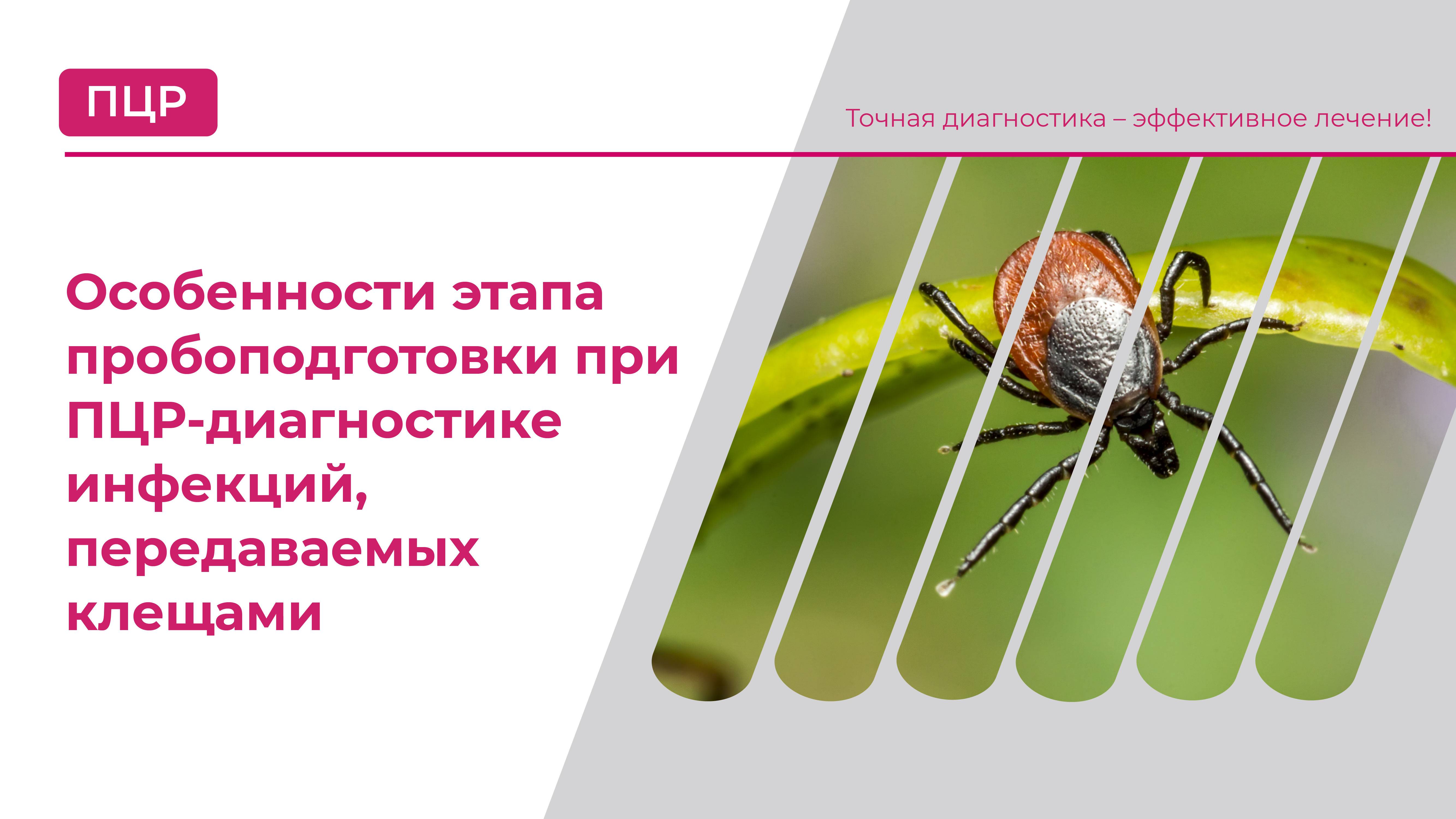 Особенности этапа пробоподготовки при ПЦР-диагностике инфекций, передаваемых клещами