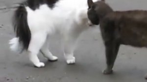 1  Cats quarrel , funny cats , Коты ругаются