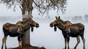 Туманное утро на солонце. Два лося в ночной тишине. Выпуск 105