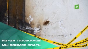 Жители дома на Чичерина страдают от нашествия насекомых