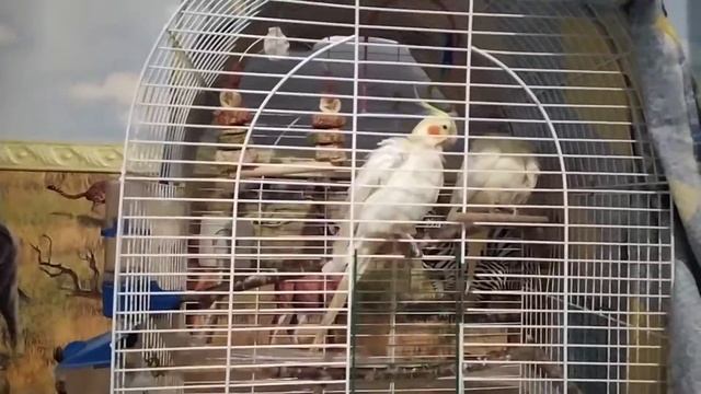 Попугаи кореллы