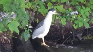 Bihoreau Gris a Coteau-du-Lac/Black-crowned Night Heron in Coteau-du-Lac