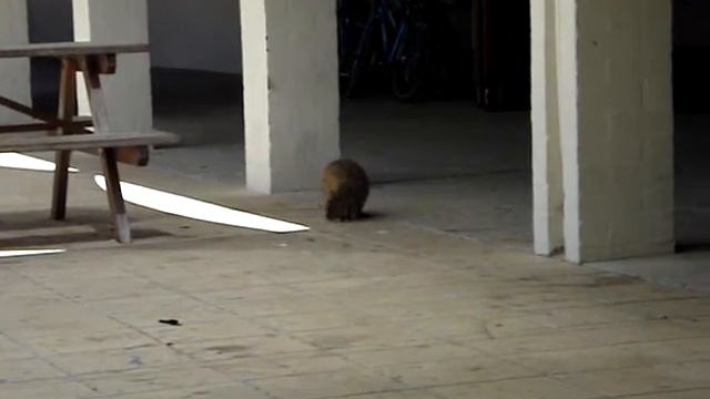 Quokka looking for food - Rottnest Island
