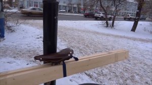 Дрова на велосипеде