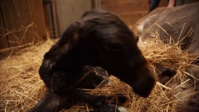 Une ânesse donne naissance смотреть онлайн