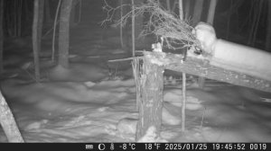 Приманка на зайцев и куньих во время гона "Путик - Гон"