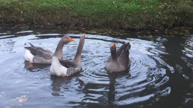 IMG 8754 смотреть онлайн