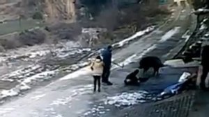 Кабан напал на людей