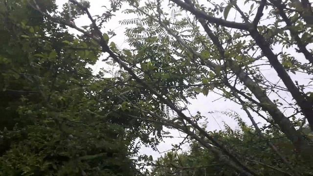 ОТВЕТ! Как и обещала прямой-эфир! Слива гибридная алыча Подарок Санкт-Петербургу! смотреть онлайн