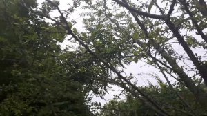 ОТВЕТ! Как и обещала прямой-эфир!  Слива гибридная алыча Подарок Санкт-Петербургу!