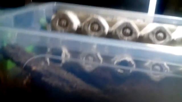 Декорируем террариум для таракана"блаберус кранифер" смотреть онлайн