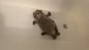 Как помыть Басика?