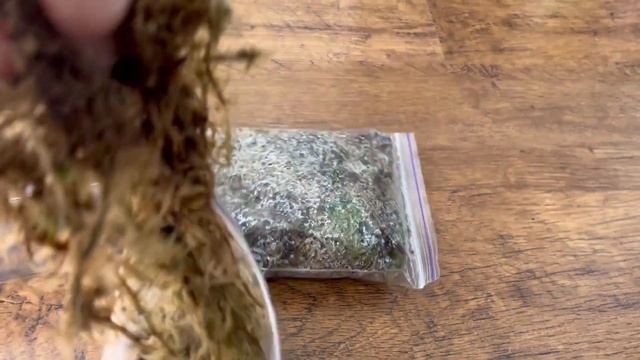 ПЕРЕСАДКА ДЕТКИ ОРХИДЕИ «ЛИОДОРО» из ТЕПЛИЧКИ ✅️ ФИКУС "ПЕРЕЕХАЛ" НА ДЕРИБАСОВСКУЮ смотреть онлайн