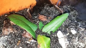 Camponotus pseudoirritans chasing little crickets