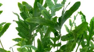 №25. Видеоответ.  Флебодиум Блю Стар.