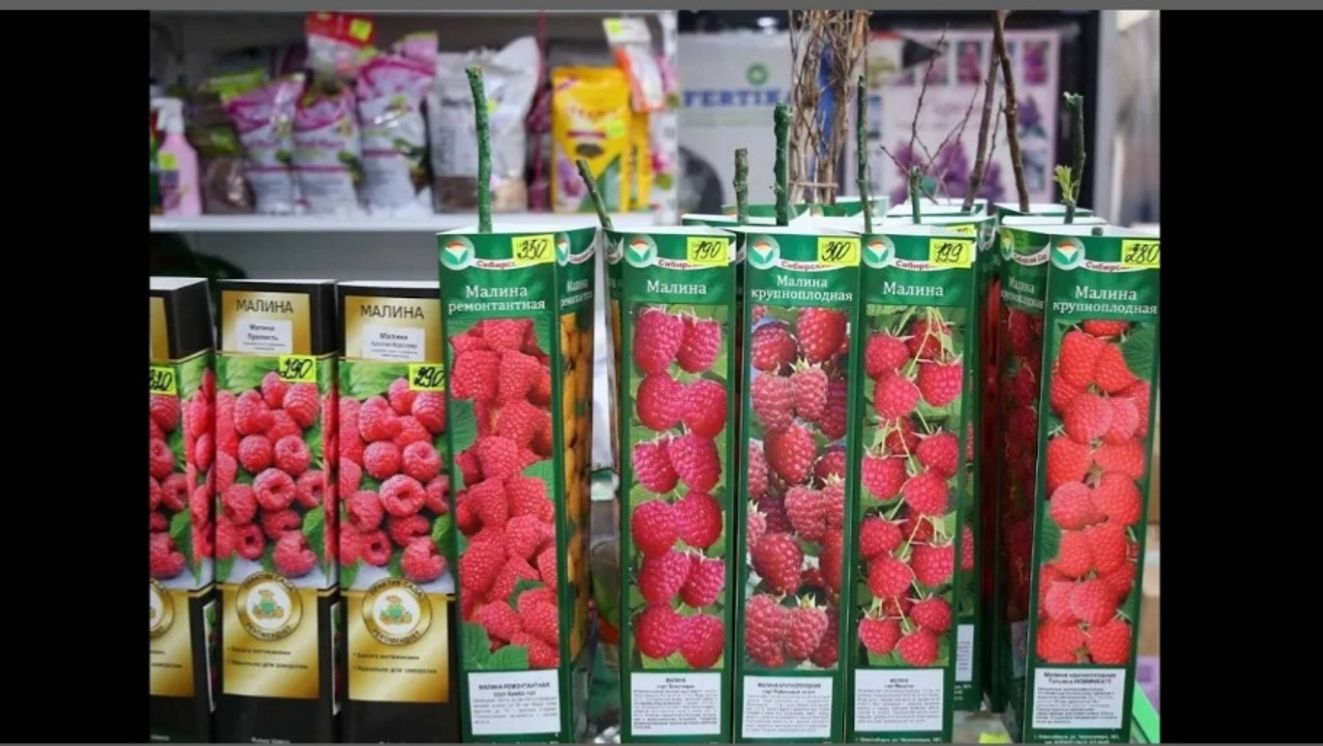 МАЛИНА/РАЗМНОЖЕНИЕ ЗИМОЙ ИЗ КУПЛЕННОГО САЖЕНЦА