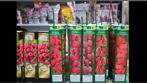 МАЛИНА/РАЗМНОЖЕНИЕ ЗИМОЙ ИЗ КУПЛЕННОГО САЖЕНЦА