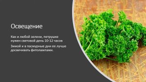 Как вырастить петрушку на подоконнике