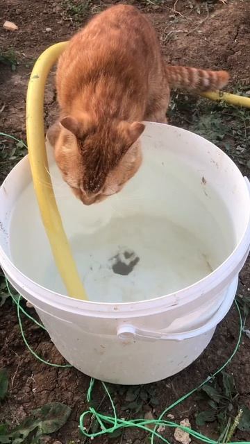 Приблудился #котик . Теперь #живет у нас смотреть онлайн