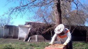 Расширение гнёзд пчёл на пасике