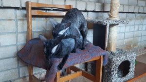 Корниш-рекс вязка кошек и поведение кошки после удачной вязки.