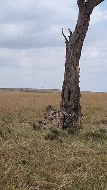 Cheetah brother marking the territory in Maasai Mara смотреть онлайн