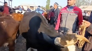 молбозор зафаробод гови оча бача букача гуночин гусола бозор арзон 🇭🇺🇭🇺🇭🇺🇭🇺🇭🇺