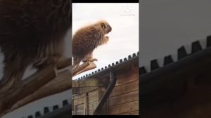 песня про бобра на польском от suno